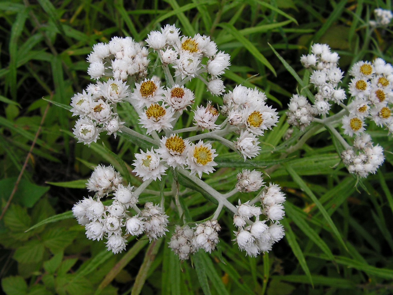 Изображение особи Anaphalis margaritacea.