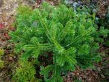 Abies nordmanniana