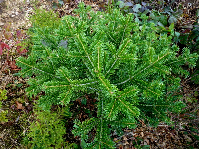 Image of Abies nordmanniana specimen.