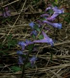 Corydalis subjenisseensis