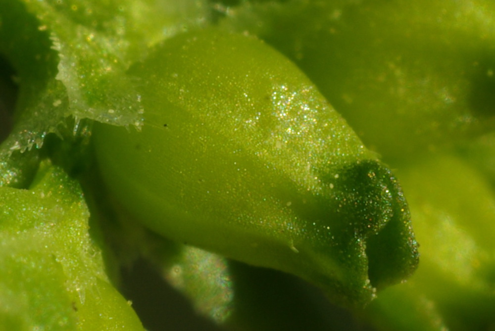 Image of Valerianella pontica specimen.