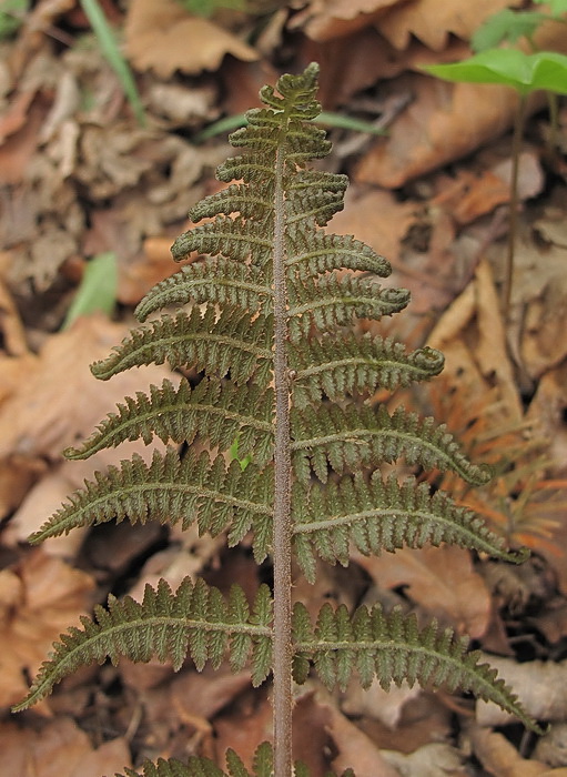 Image of Athyrium sinense specimen.