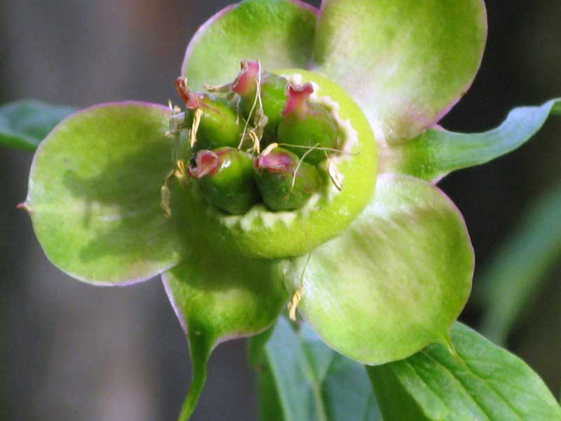 Изображение особи Paeonia anomala.