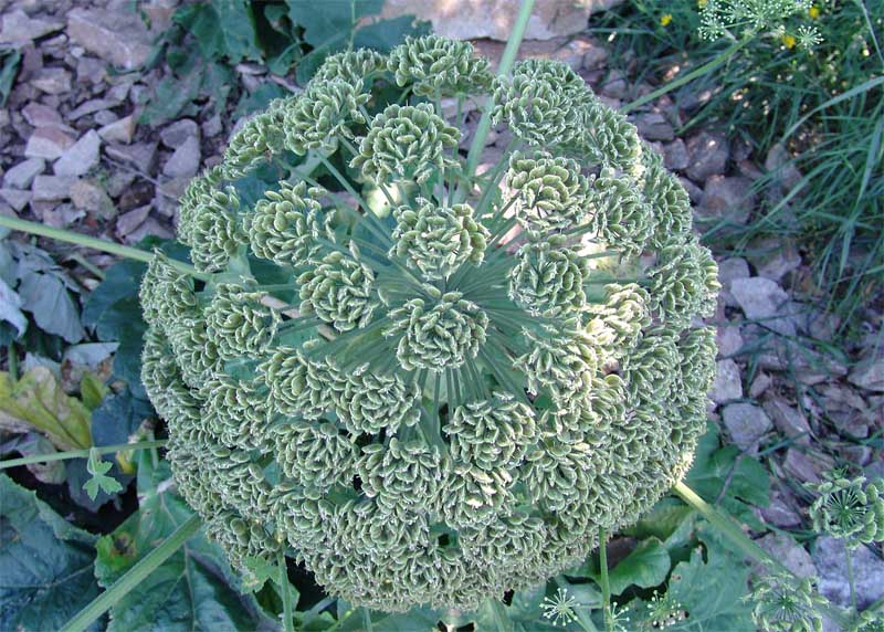 Image of Heracleum asperum specimen.