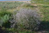 Gypsophila paniculata