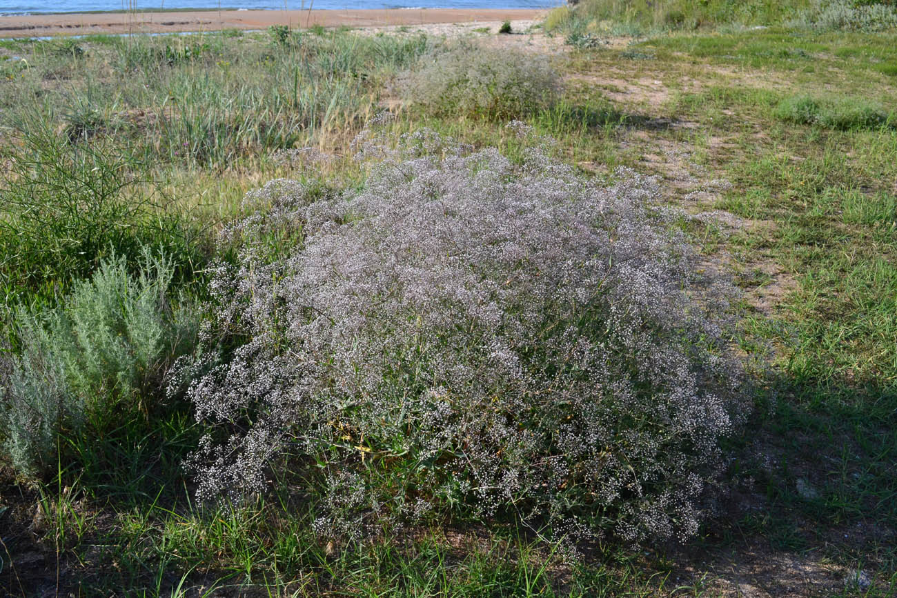 Изображение особи Gypsophila paniculata.