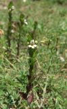 Euphrasia taurica