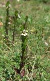 Euphrasia taurica. Цветущее растение. Крым, Ялтинская яйла. 15 июля 2012 г.