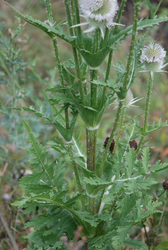 Изображение особи Dipsacus laciniatus.