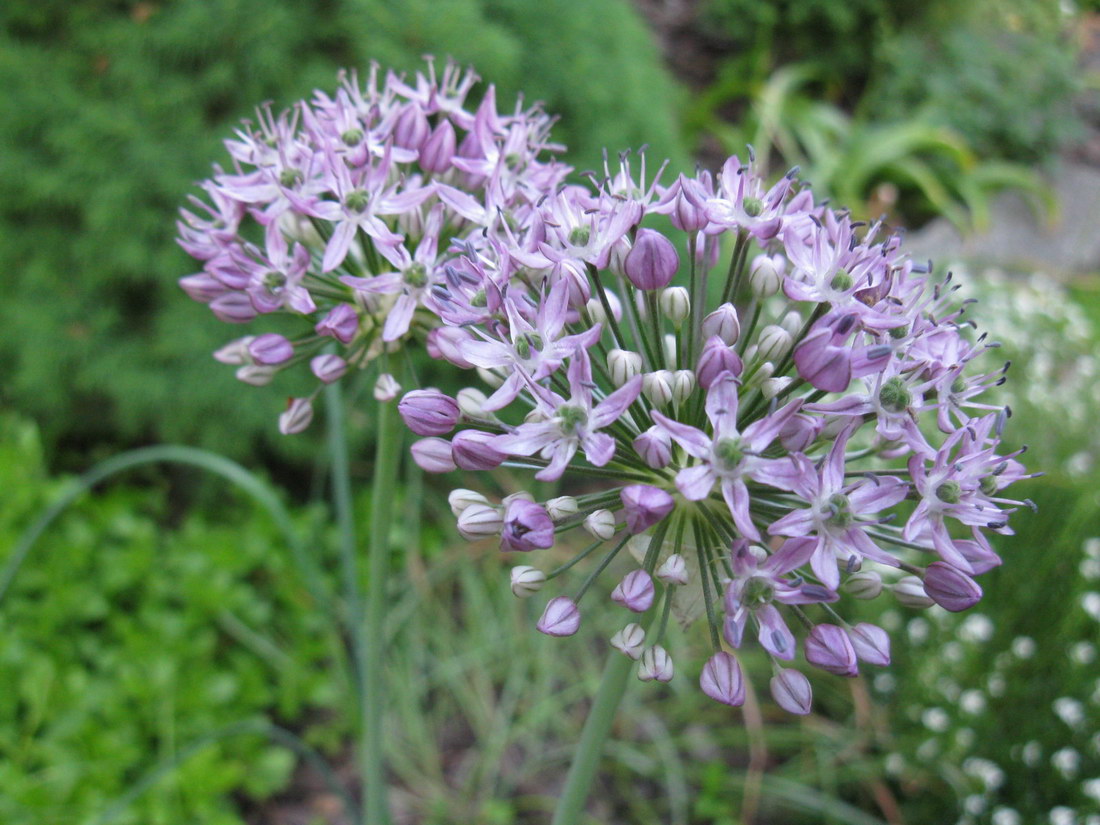 Изображение особи Allium quercetorum.