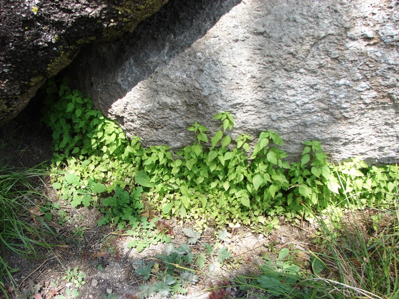 Image of Parietaria micrantha specimen.