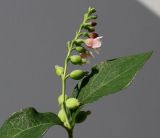 Symphoricarpos albus var. laevigatus