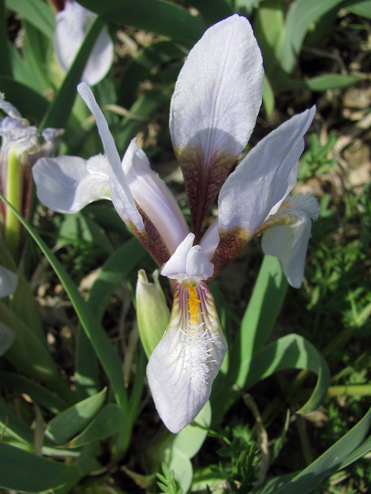 Image of Iris glaucescens specimen.