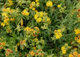 Hypericum lobocarpum. Часть цветущего и плодоносящего растения. Германия, г. Krefeld, ботанический сад. 31.07.2012.