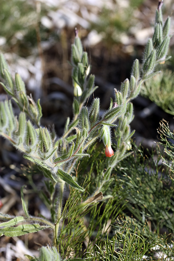 Изображение особи Onosma dichroantha.