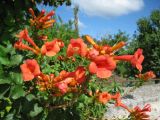 Campsis radicans. Соцветия. Крым, Тарханкутский п-ов, пгт Черноморское, в культуре. 29.08.2012.