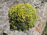 Draba bryoides