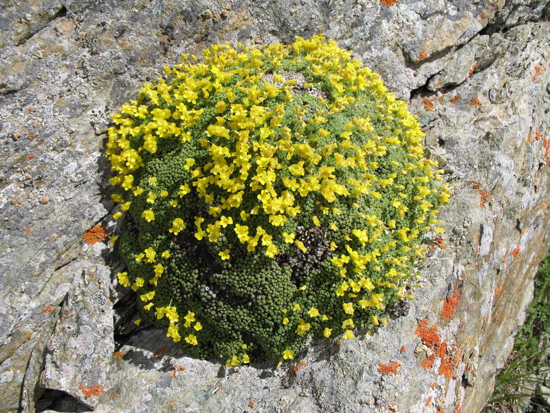 Изображение особи Draba bryoides.