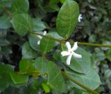 Trachelospermum jasminoides. Часть побега с цветком. Южный берег Крыма, окр. пгт Партенит, ЛОК \"Айвазовское\". 26 августа 2012 г.