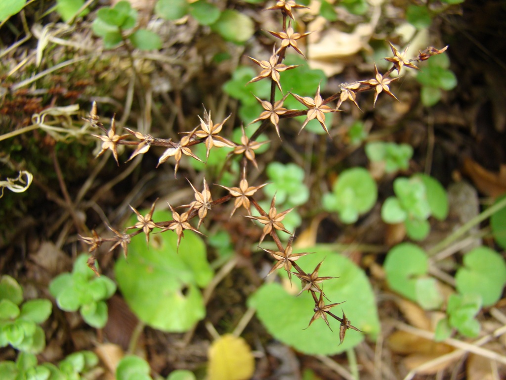 Image of Sedum stoloniferum specimen.