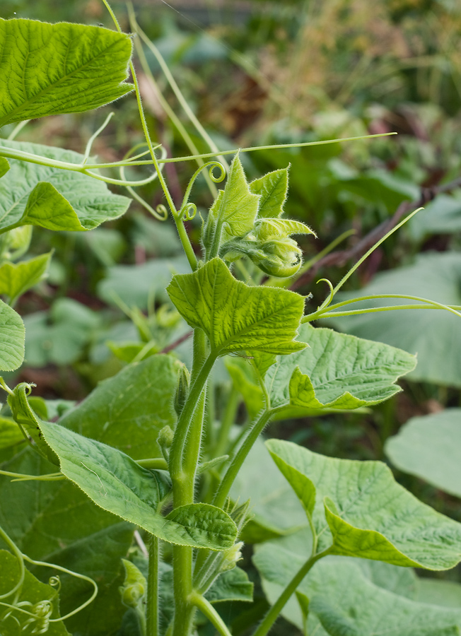 Image of Cucurbita maxima specimen.