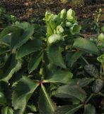 Helleborus argutifolius