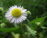 Erigeron annuus ssp. lilacinus