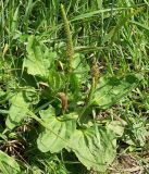 Plantago major. Цветущее растение. Грунтовая дорога через пойменный луг. Лужский р-н Ленинградской обл., середина июня.