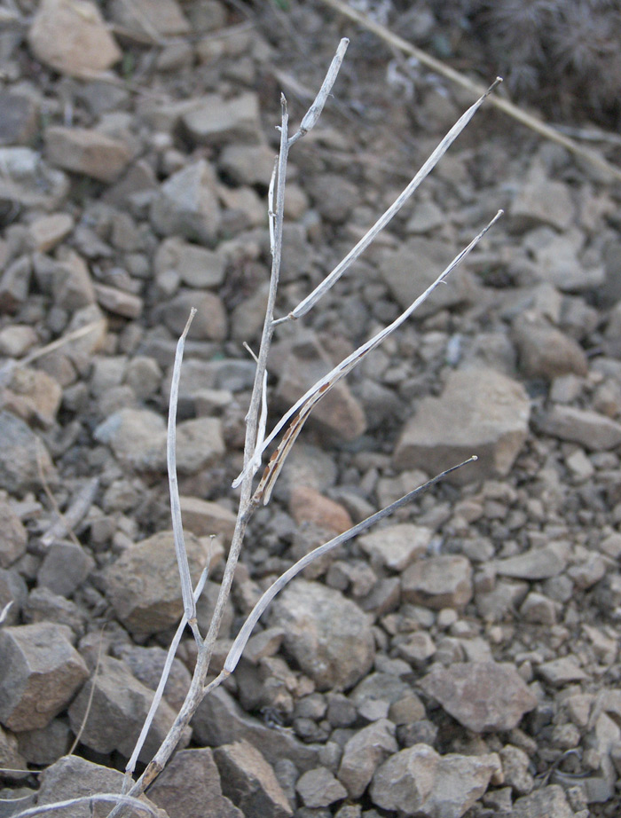 Image of Erysimum argyrocarpum specimen.