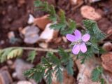 Erodium acaule. Цветущее растение. Israel, Mount Carmel. 15.12.2006.