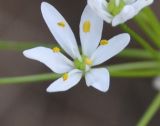 Allium subhirsutum