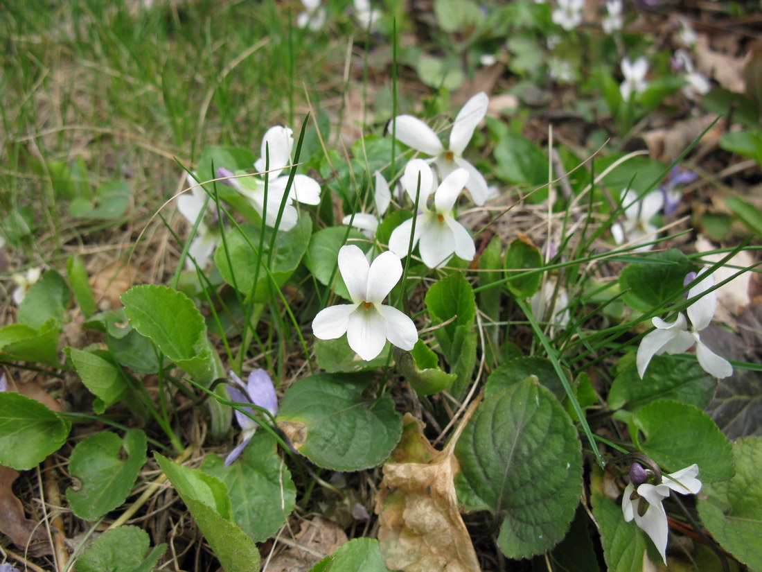Image of Viola odorata specimen.