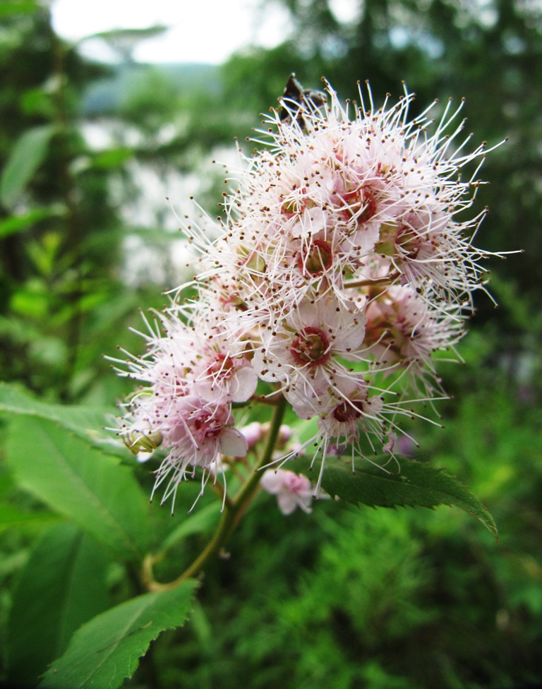 Image of Spiraea salicifolia specimen.