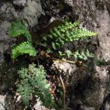 Asplenium fontanum. Растение в скальной расщелине. Испания, автономное сообщество Каталония, провинция Барселона, монастырь Монтсеррат, склон горы. 09.07.2012.