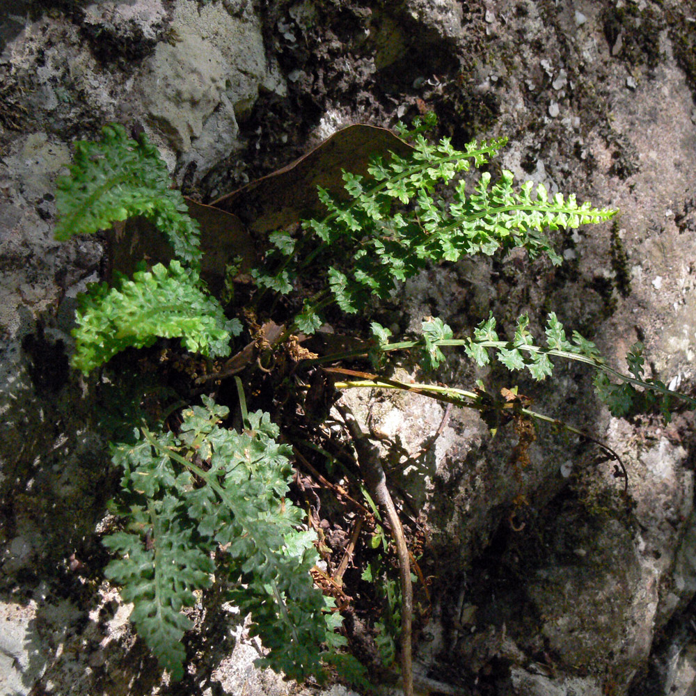 Изображение особи Asplenium fontanum.