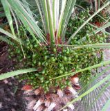 Chamaerops humilis