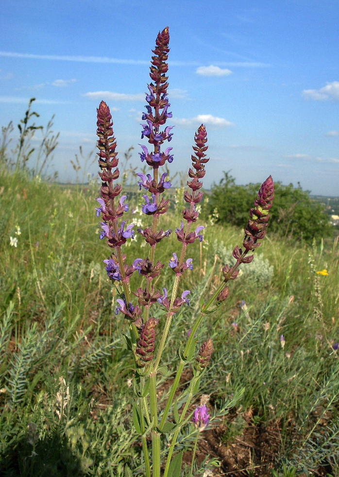 Изображение особи Salvia tesquicola.