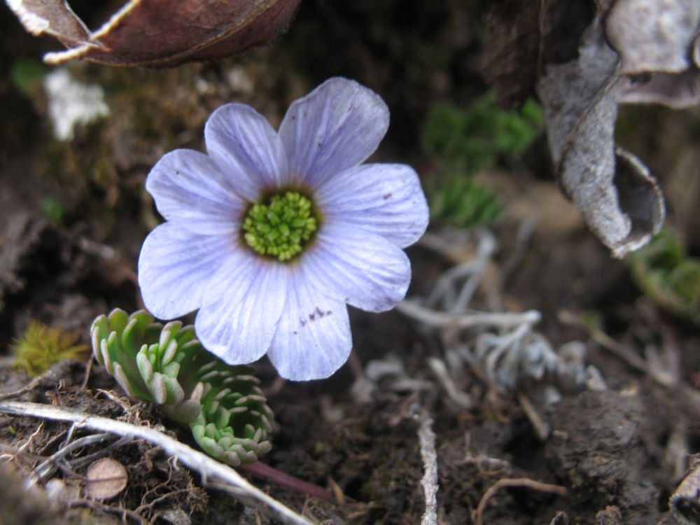 Image of Callianthemum farreri specimen.