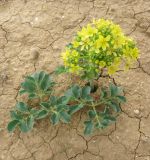 Leontice leontopetalum. Цветущее растение. Израиль, Северный Негев, лес Лаав. 15.02.2013.