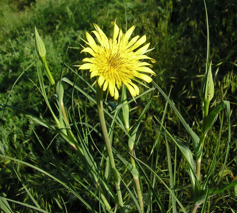 Изображение особи Tragopogon dubius.