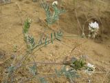 Astragalus olchonensis