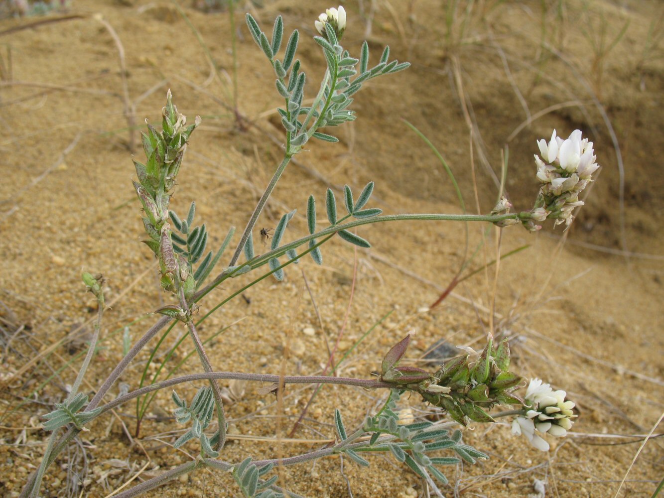 Изображение особи Astragalus olchonensis.