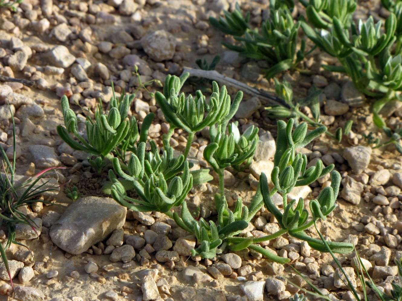 Image of Aizoon hispanicum specimen.