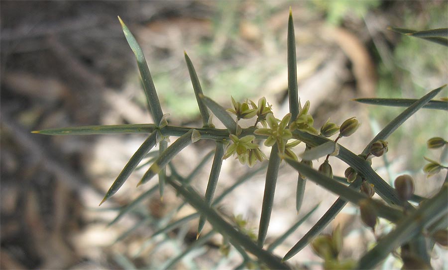 Изображение особи Asparagus horridus.