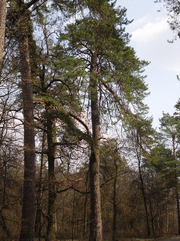 Изображение особи Pinus sylvestris.