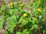 Trollius riederianus