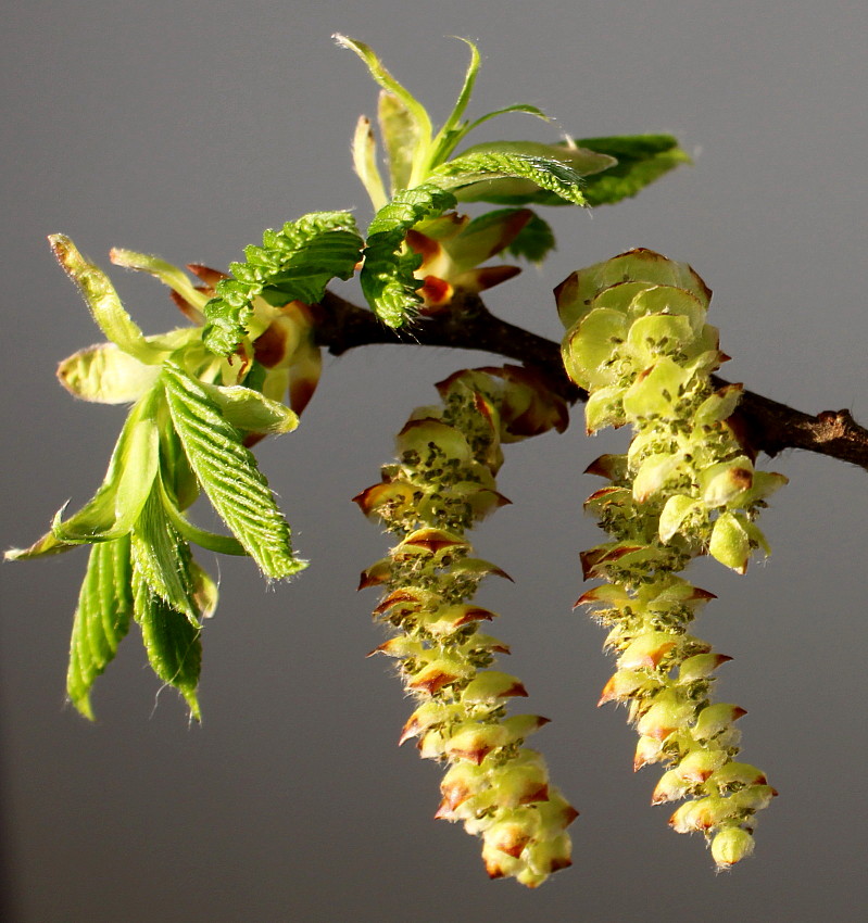 Image of Carpinus betulus specimen.