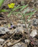 Alyssum turkestanicum разновидность desertorum. Цветущее растение. Татарстан, г. Бавлы, каменистый склон. 09.05.2013.