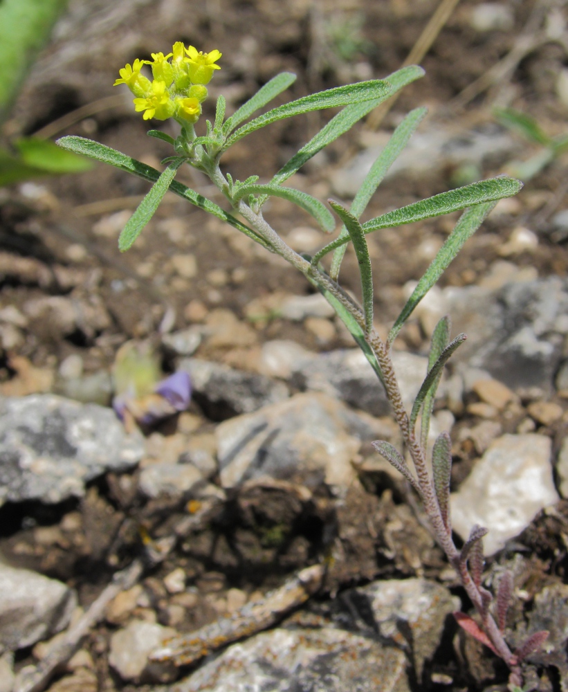 Изображение особи Alyssum turkestanicum var. desertorum.