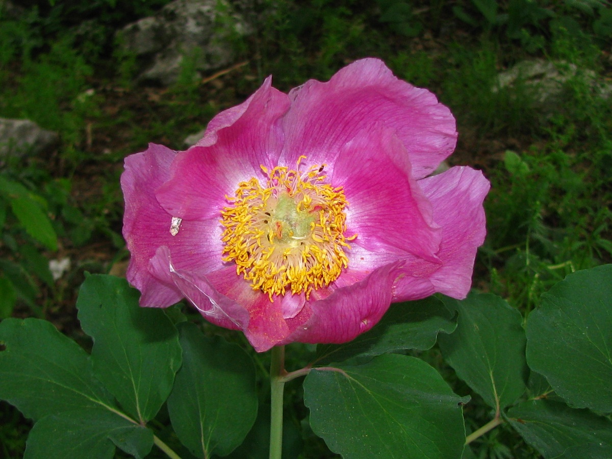 Изображение особи Paeonia daurica.